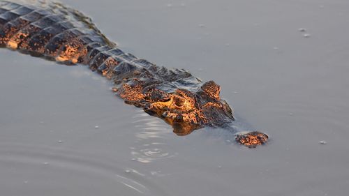 High angle view of crab swimming in water