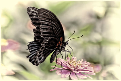 Close-up of butterfly on flower