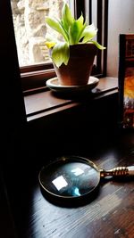 Close-up of potted plant