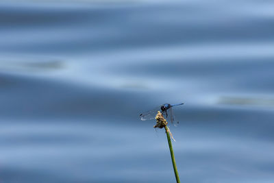 Close-up of insect on plant