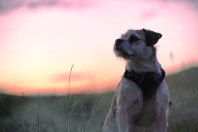 Dog looking away on field during sunset