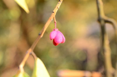 Close-up of pink flowering plant