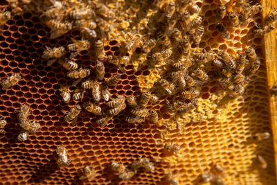 Close-up of bumblebee