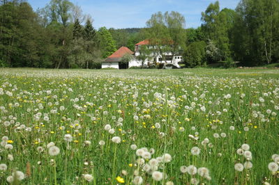 View of flowers growing in field