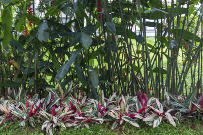 Close-up of pink flowering plants