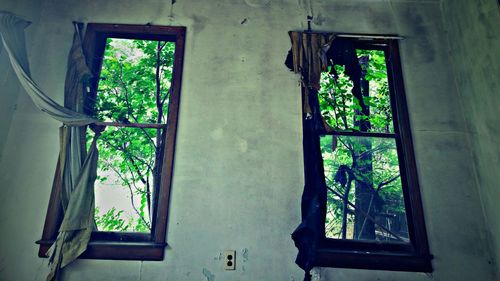 Plants seen through window