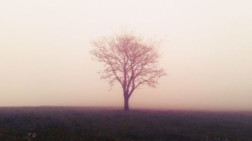 Trees in foggy weather