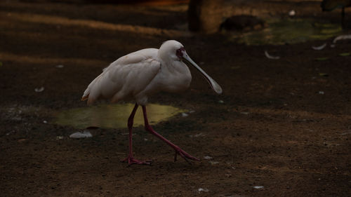 Close-up of a bird drinking water