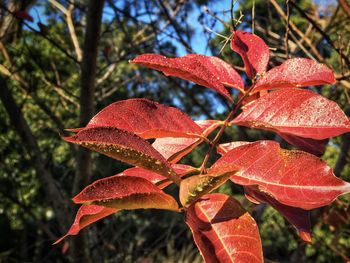 Close-up of red maple leaves on tree