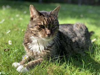 Portrait of cat lying on grass