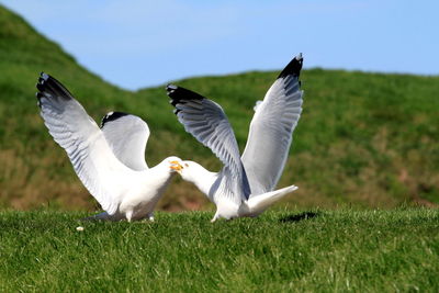 Side view of two birds on grassland