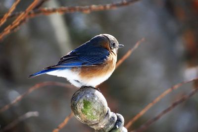 Close-up of bird perching outdoors