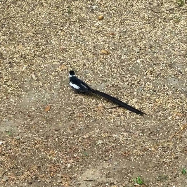 animal themes, animals in the wild, one animal, bird, wildlife, high angle view, full length, nature, day, pigeon, outdoors, street, no people, perching, sunlight, ground, side view, leaf, field, road