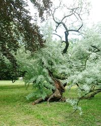 Tree in field