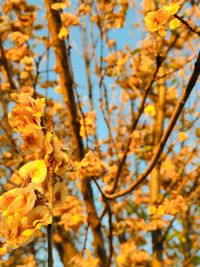 Low angle view of yellow flowering plant during autumn