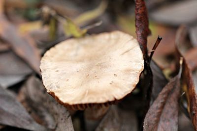 Close-up of dried mushroom growing on land