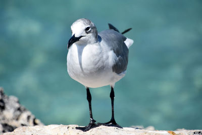 Close up and personal with a laughing gull along the aruban coast.