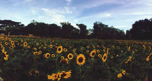 Scenic view of sunflower field against sky