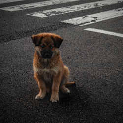 High angle view of puppy on road