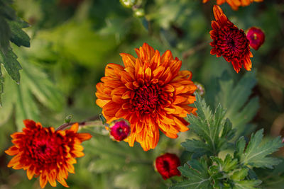 Close-up of red flowering plant