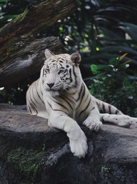 Tiger sitting in a zoo