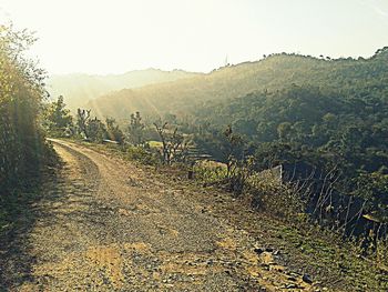 Dirt road passing through forest