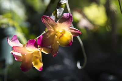 Cattleya orchid