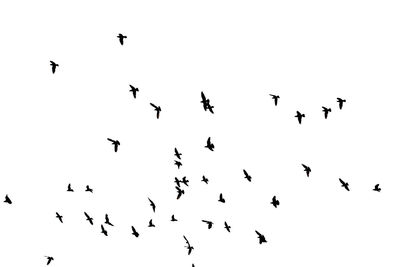 Low angle view of birds flying in sky