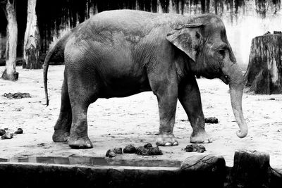 Elephant standing by wall