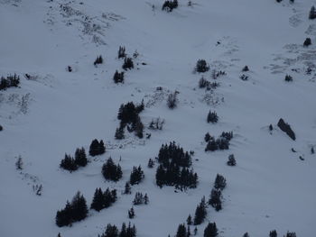 High angle view of trees on snow covered field