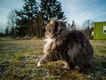 Lion sitting on a field