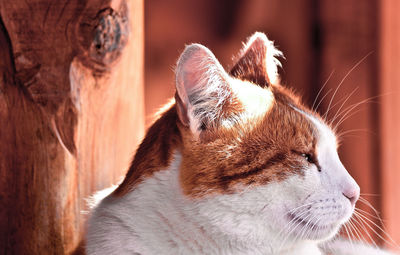 Close-up side view of a cat