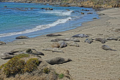 Seals lying on sand at beach