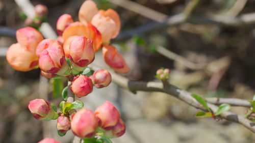 Close-up of red berries on tree