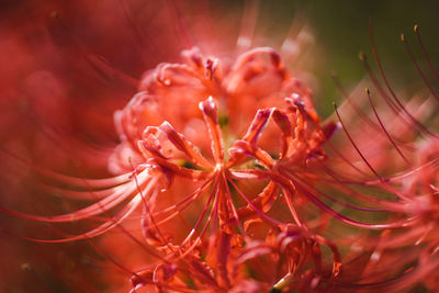 Close-up of plant