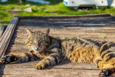 Portrait of a cat resting on wood