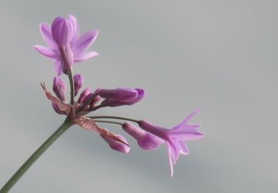 Close-up of pink flowering plant against white background