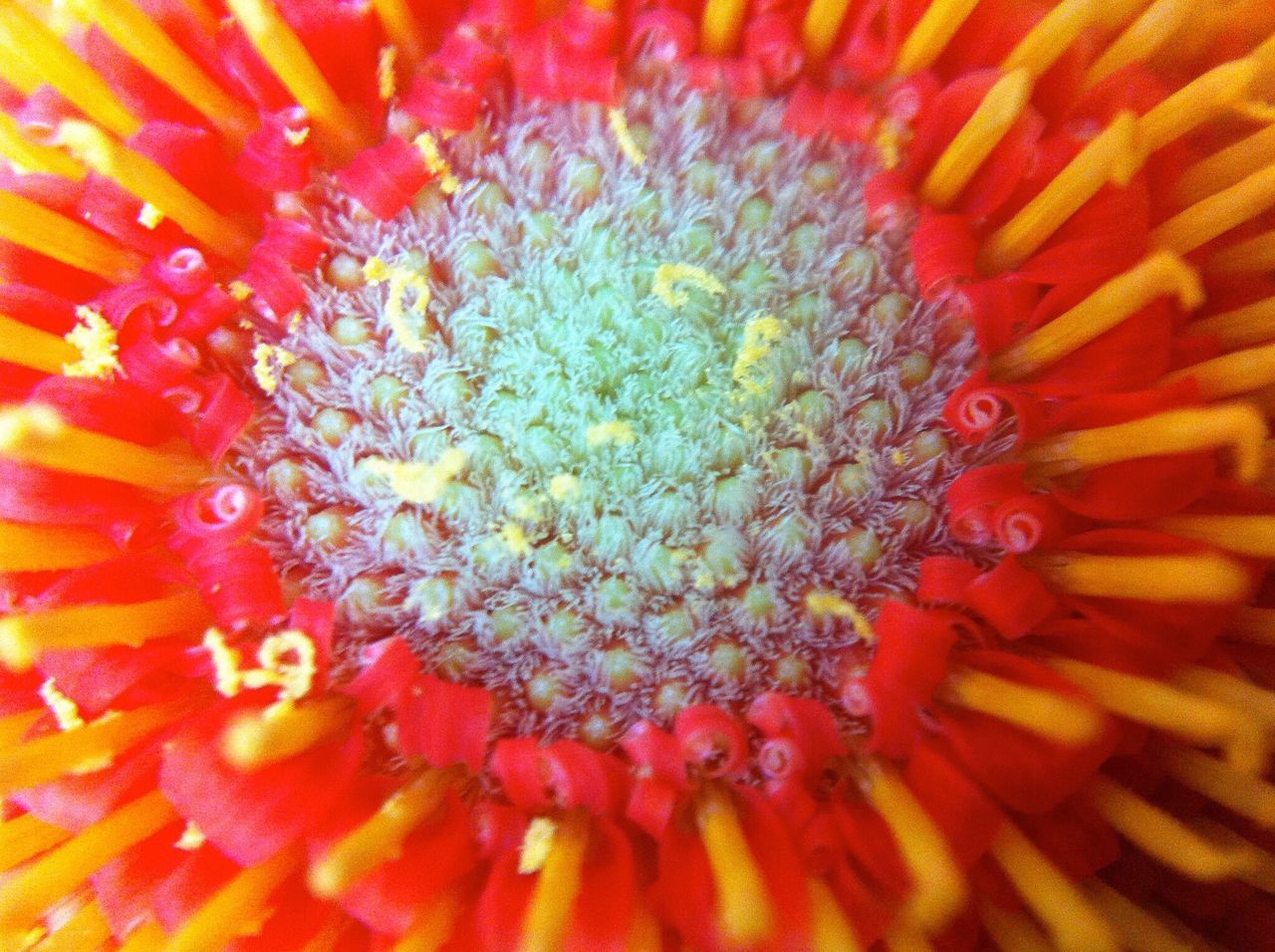 flower, freshness, petal, flower head, pollen, fragility, full frame, single flower, beauty in nature, close-up, backgrounds, red, growth, extreme close-up, nature, stamen, yellow, blooming, macro, orange color