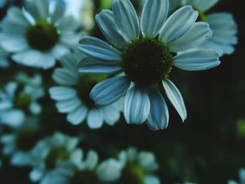 Close-up of flower blooming outdoors