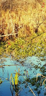 Scenic view of lake