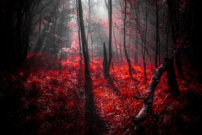 Stranger things in a local moor on a misty morning 