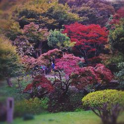 Flowers growing on tree