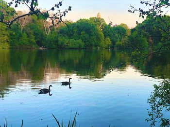 Ducks swimming in lake