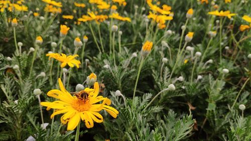 Close-up of yellow flowering plants on field