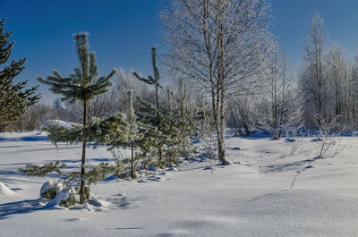 Winter landscape with trees on snow covered field against sky
