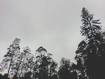 Low angle view of trees against sky