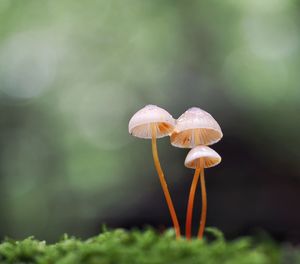 Close-up of mushroom growing outdoors