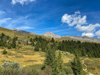 Scenic view of pine trees against sky