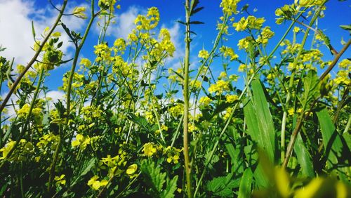 Yellow flowering plants on field against sky