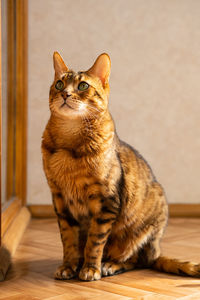 Sunny ginger cat. cute domestic cat sitting in sunlight on balcony.